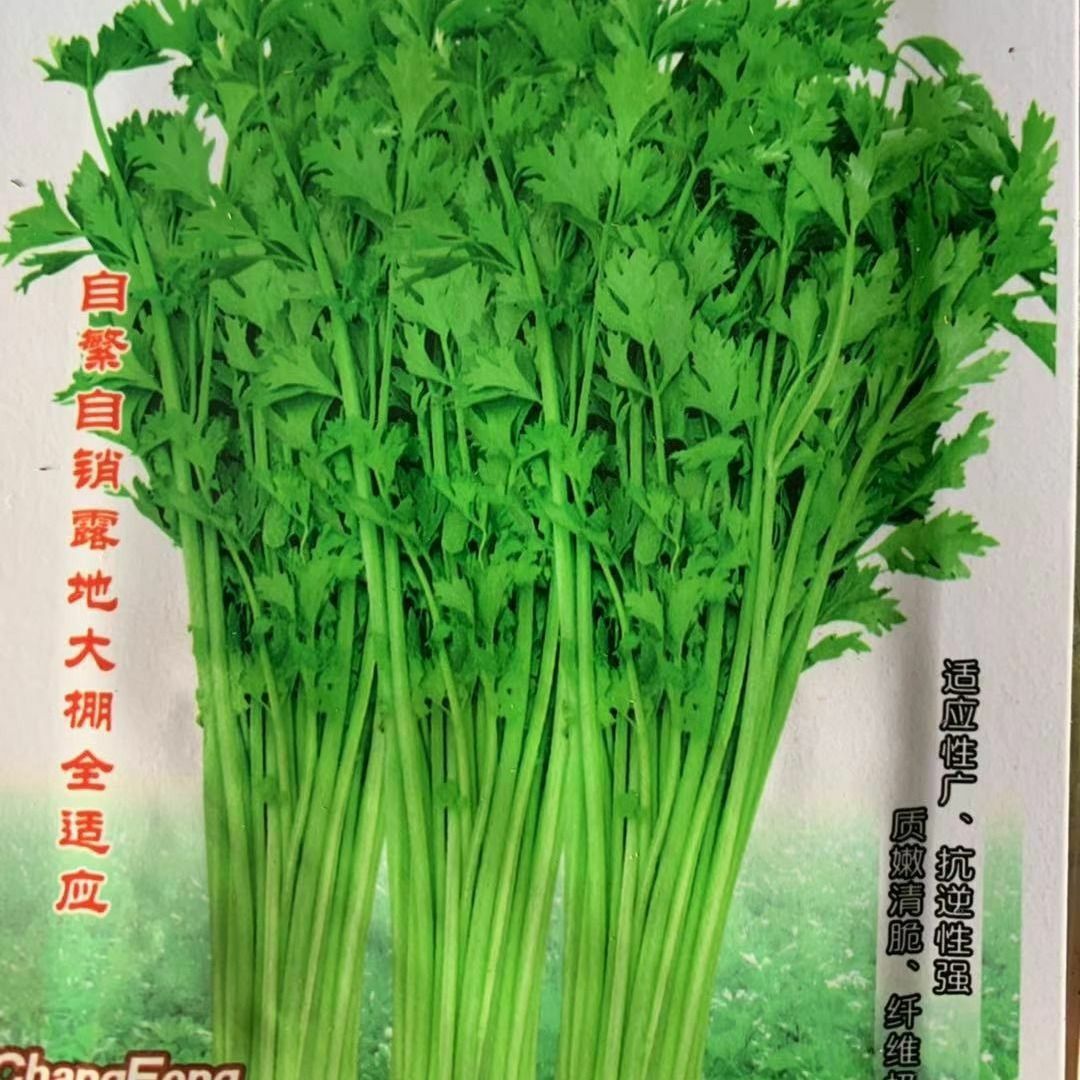 西芹种子 四季蔬菜种子高产 阳台庭院菜园盆栽小香芹芹菜菜籽