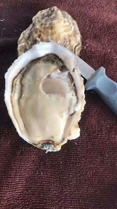 诏安县 蚝世界-精品精质量蚝
三倍体  净化蚝