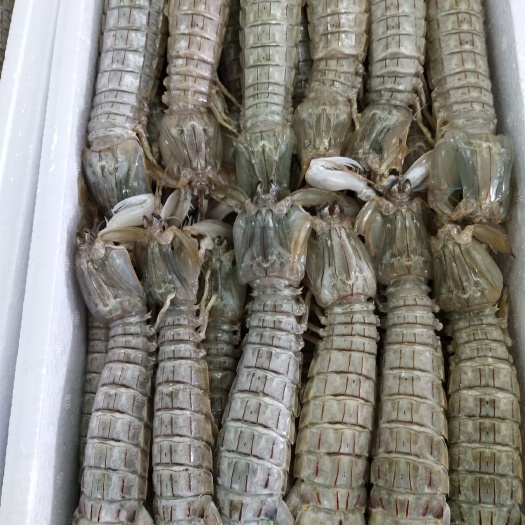 东港市虾爬子 虾姑