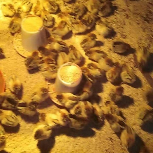 广州青脚麻鸡苗 青脚麻鸡大种，厂家直供，量大从优
