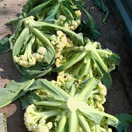 泗水县白面青梗松花菜  供应大量青梗有机花菜 全国发货 欢迎洽谈