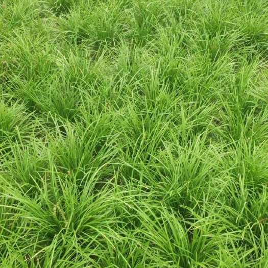 夏邑县麦冬草 100亩麦冬苗出售