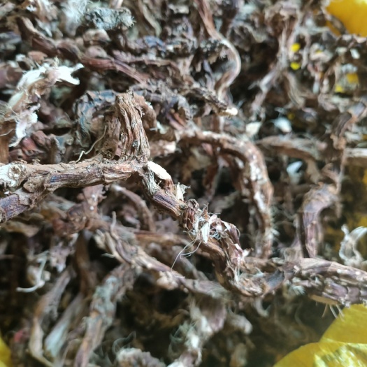 寻乌县石菖蒲无叶无根须，足干部分包邮