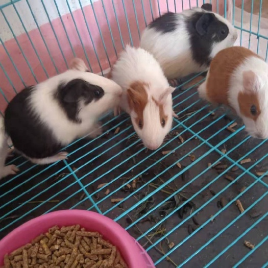 新沂市商品鼠  成年荷兰猪种苗荷兰猪，成品荷兰猪，都有货