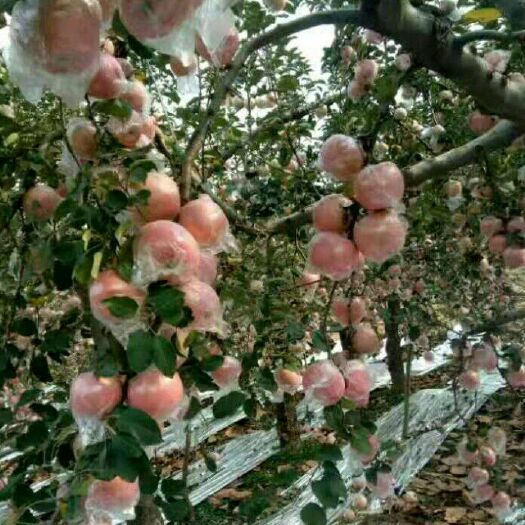 襄汾县 富士苹果大量上市。