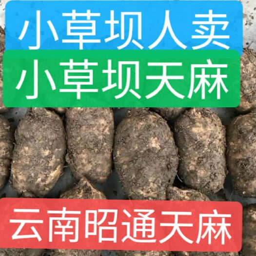 彝良县 【敢药监局检验】【敢包产地发货】云南昭通小草坝天麻