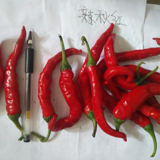 南宁 辣椒艳红辣椒