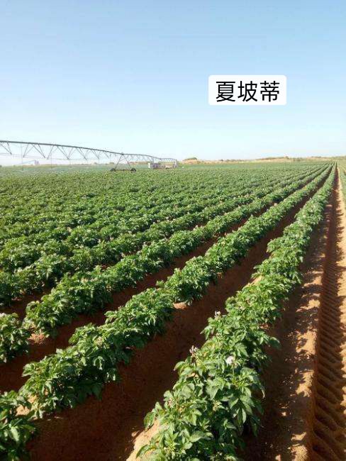 荷兰15号土豆 夏坡蒂3两以上