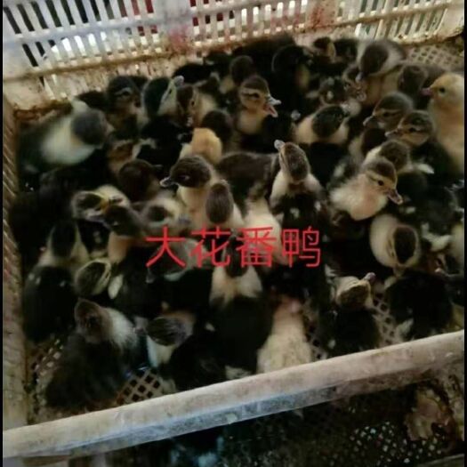 南宁番鸭苗 大花番鸭