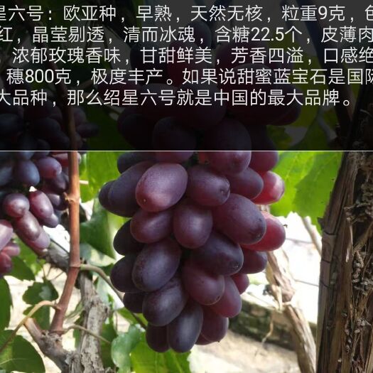 平邑县 绍星六号葡萄苗，浓香味，包纯度，卖假坑农s全家，放心购买，