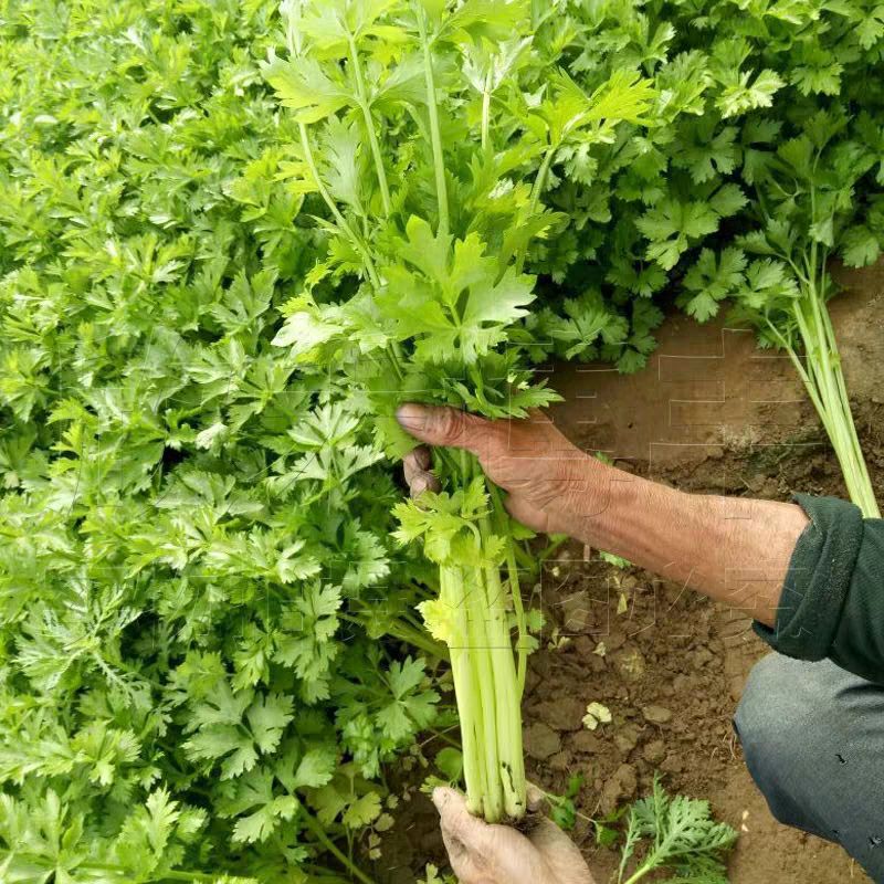 西芹种子 四季蔬菜种子高产 阳台庭院菜园盆栽小香芹芹菜菜籽