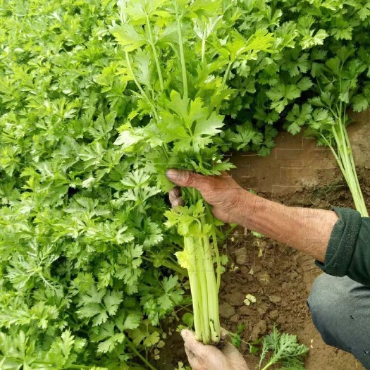 邵东市西芹种子 四季蔬菜种子高产 阳台庭院菜园盆栽小香芹芹菜菜籽