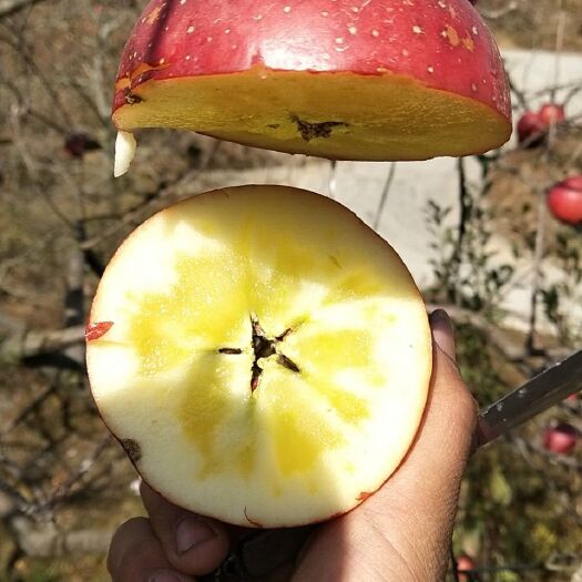 汉源县红富士苹果  红富士糖心苹果丑苹果，糖心爆满了
