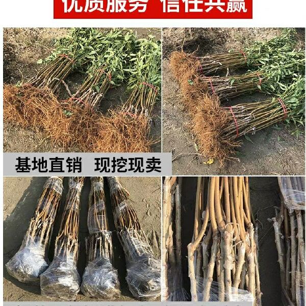 冬桃苗 晚熟品种冬桃，雪桃，映霜红，基地培育现挖现发保湿发货