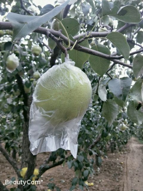 永清县 自己家的雪花梨