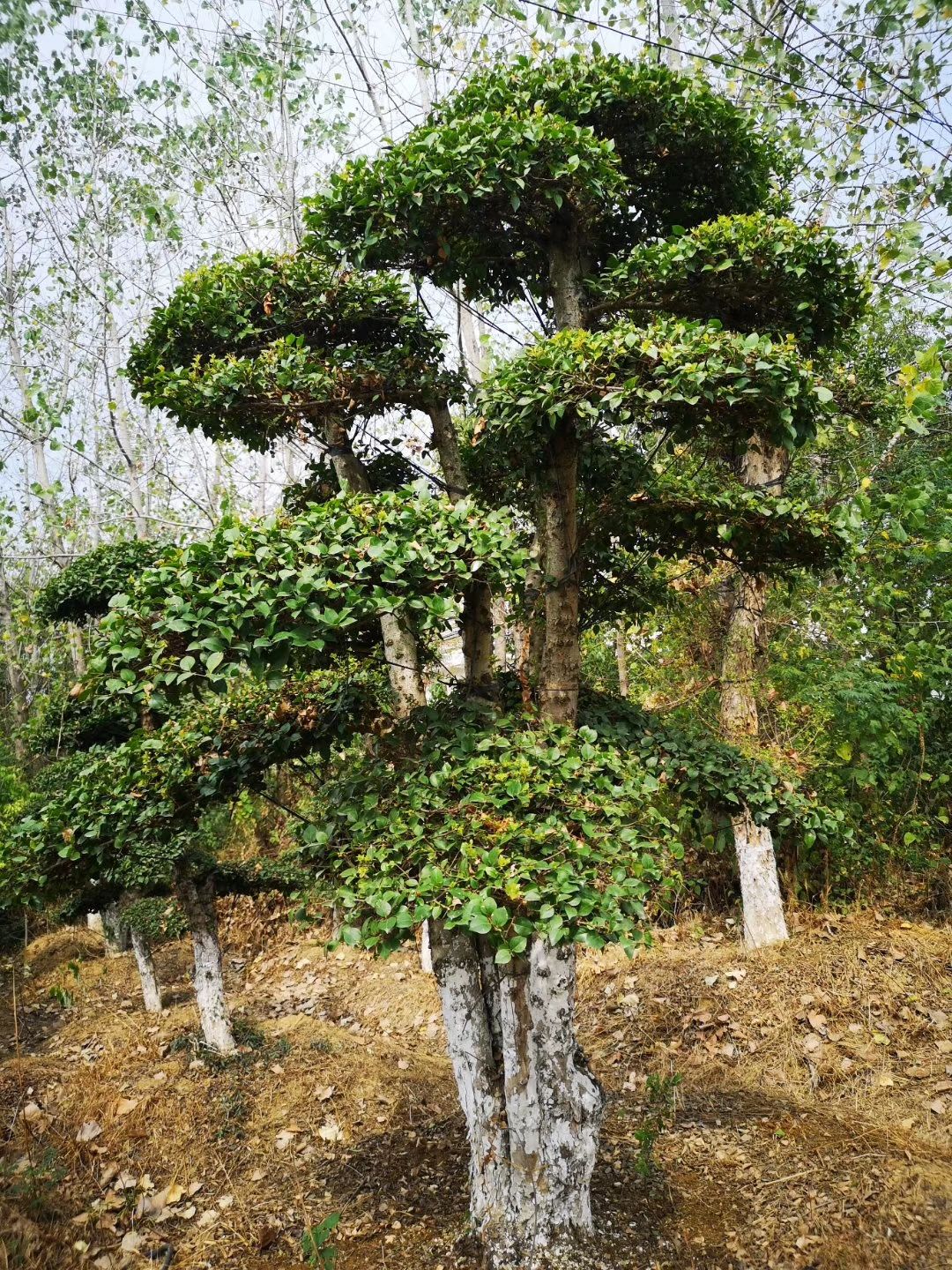 红花继木造型树  造型红花继木桩景