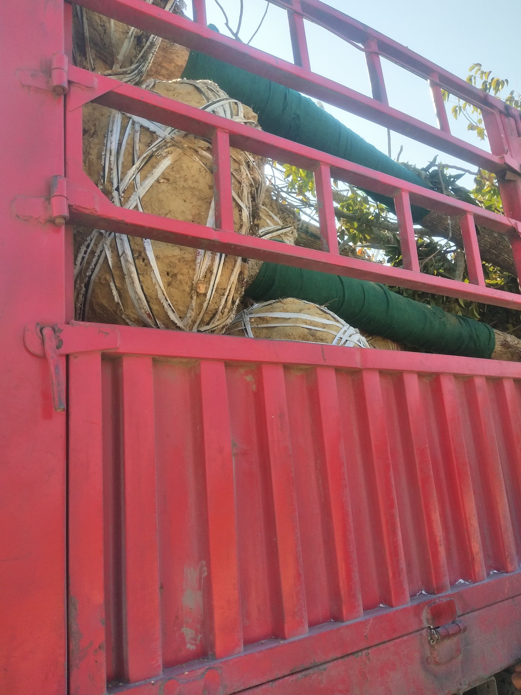 重阳木 江西精品基地批发1一20公分