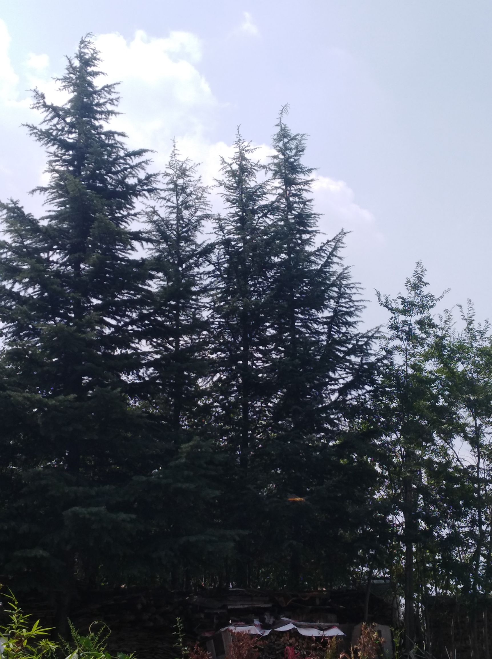 湿地松树苗 60/80公分高