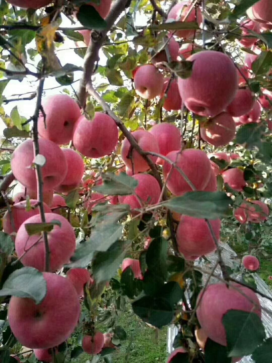 灵宝苹果 70mm以上 统货 纸袋