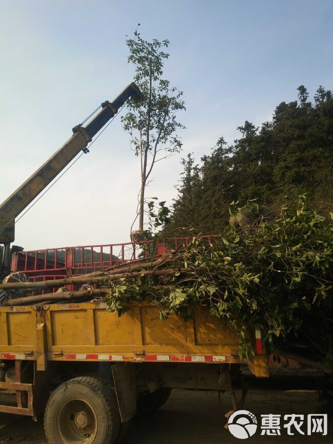 木荷苗基地批发1一8公分