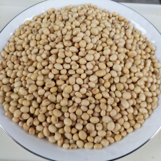 平果市有机黄豆 广西农家自产自销有机土黄豆笨豆豆腐腐竹专用量大价格从优