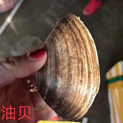 东港市朝鲜贝 东海贝类