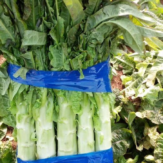 沂南县沂南香叶红叶莴笋大量上市