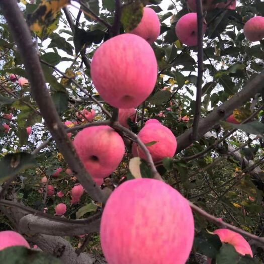 庆城县红富士苹果 无农残，无肥残，全程使用生物菌肥有机绿色产品
