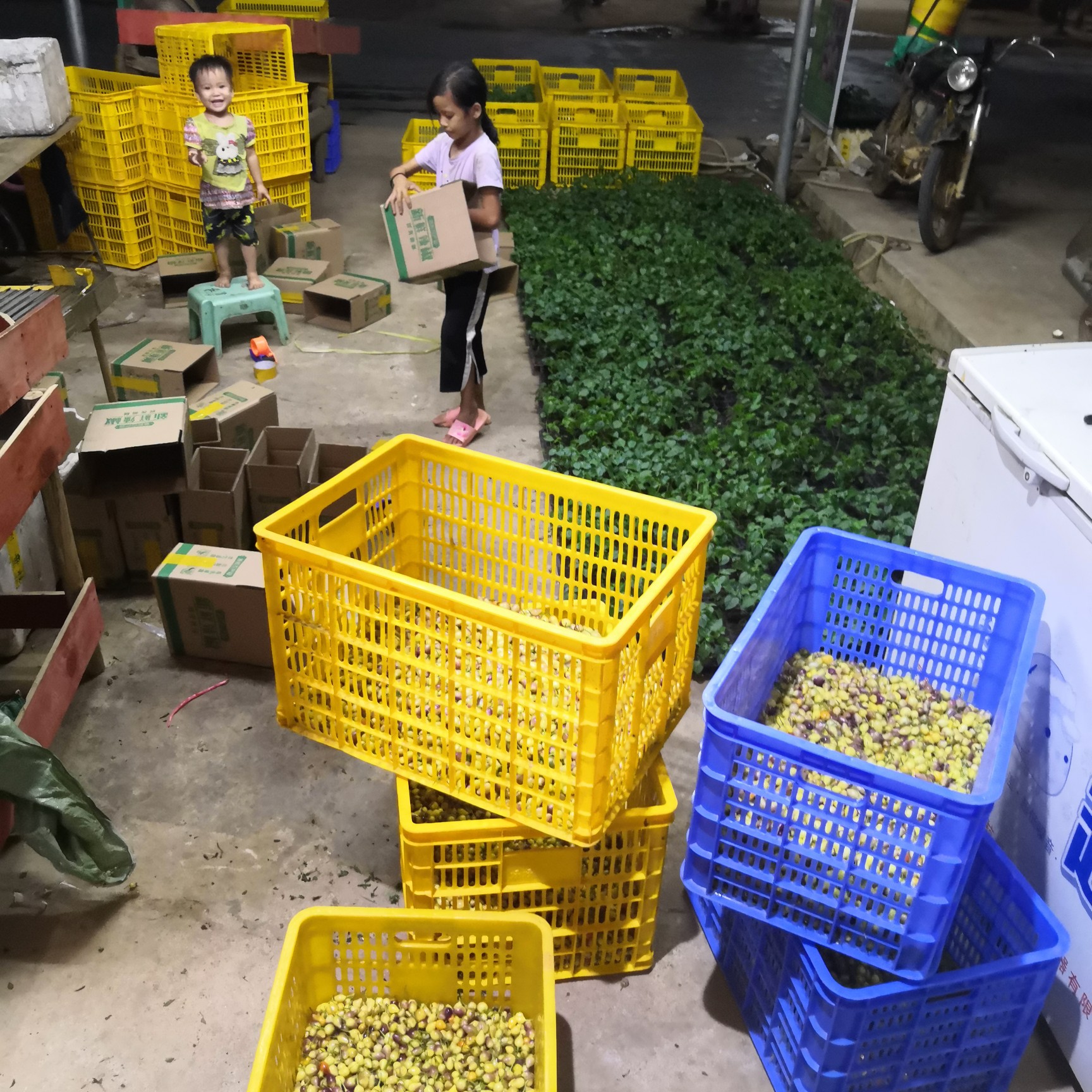  凡是本处要苗的，包回收辣椒！！！
15天后大量五彩椒苗上市