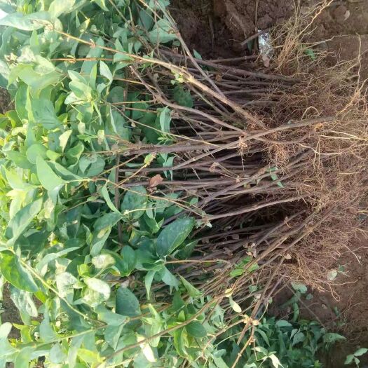 平邑县 四季金银花苗  新品种金银花苗  高药效  包技术包回收