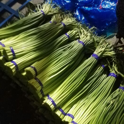 金乡县白帽蒜薹  金乡红帽蒜苔 稍青条长2000斤起批价格便宜