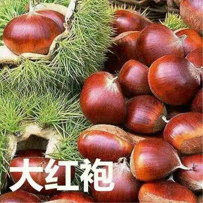 平邑县大红袍板栗苗 大红袍板栗嫁接苗，基地保湿发货，