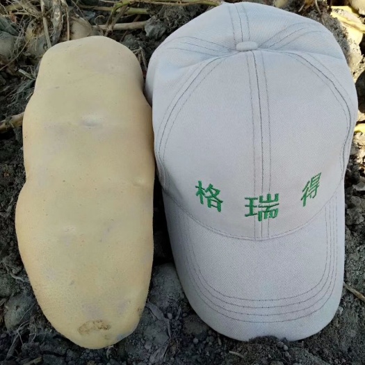 太仆寺旗荷兰十五号种薯 专业做种薯17年