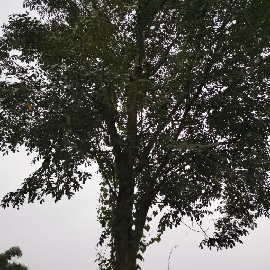 邛崃市小叶紫檀盆栽 小叶紫檀树出售