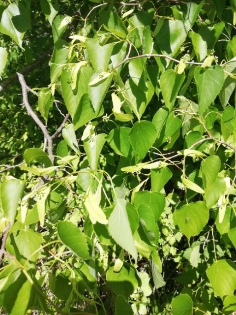 海林市 您想买到真正天然，无污染，浓度高，的椴树蜜吗，自产自销
