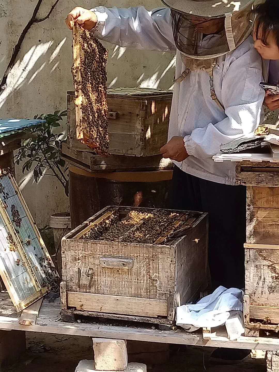  春季百花蜜