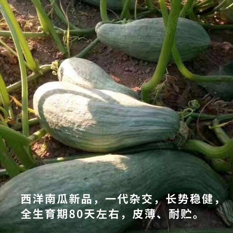 新疆牛腿南瓜金丝栗瓜贵族南瓜种子籽牛腿南瓜板栗味秋季四季种