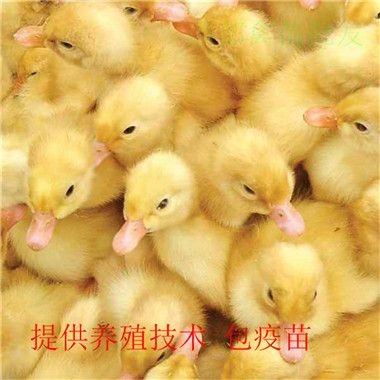 昆明北京鸭苗 白鸭苗 云贵川可发货 提供养殖技术