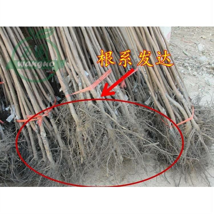  不暖甜柿树苗，摘下来即可食用，保证品种，基地直发