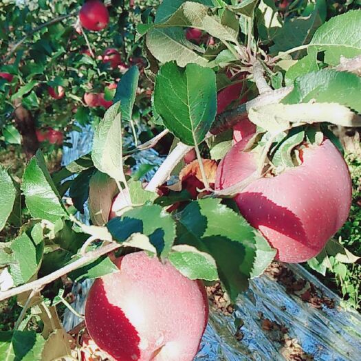 盐源县丑苹果 65mm以上 全红 光果