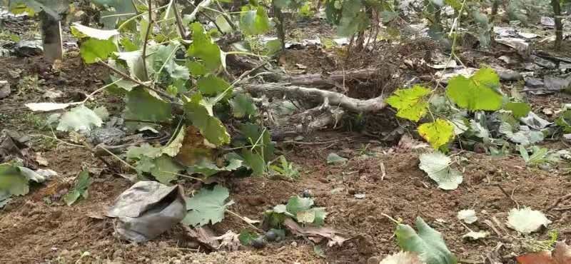 洛阳 葡萄苗