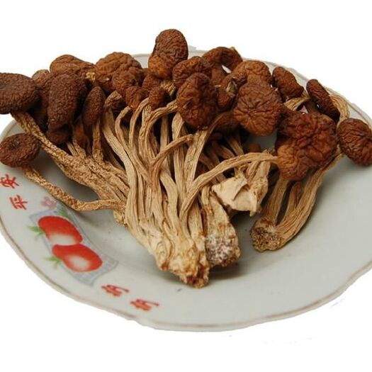 古田县茶树菇