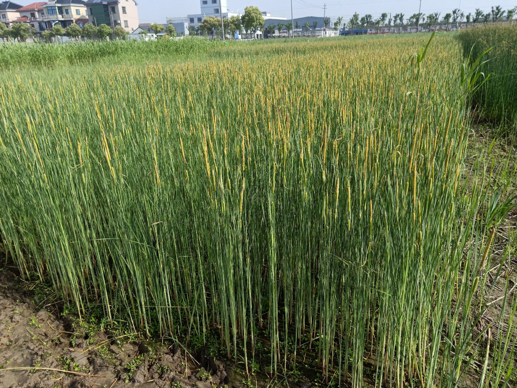 小香蒲基地  小香蒲价格 小香蒲供应 水生植物 小香蒲