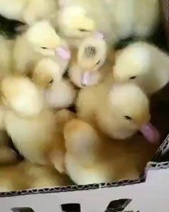 惠州大种白番鸭苗 白番鸭  包打疫苗  包到家  假一赔十