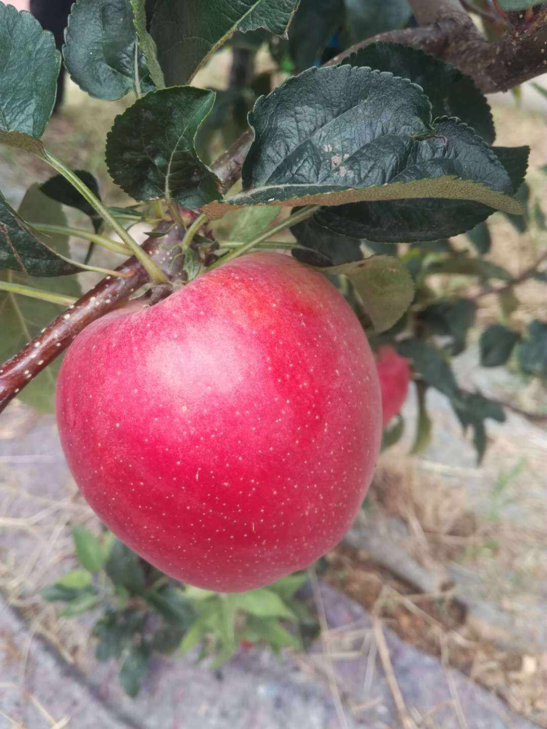  新品种鲁丽苹果苗 中早熟苹果新秀 未来主流品种