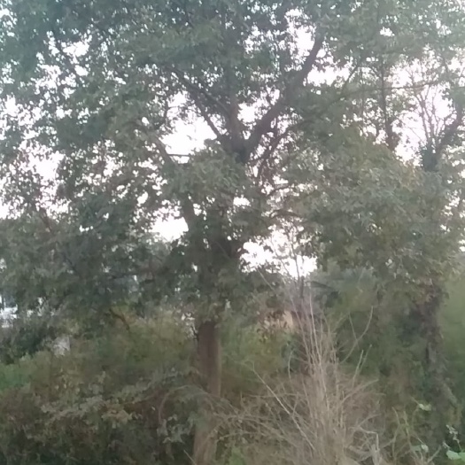 道县 小叶朴树
