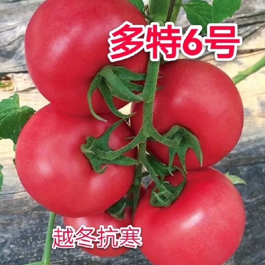 寿光市硬粉番茄种子  越冬抗寒番茄种子，多特6号西红柿种子