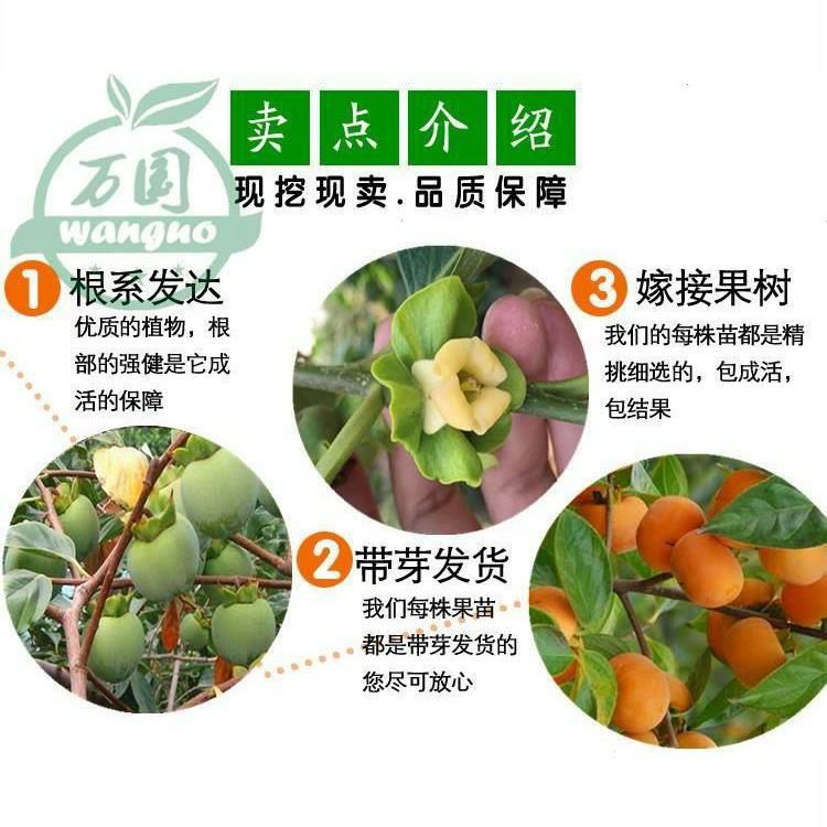  不暖甜柿树苗，摘下来即可食用，保证品种，基地直发