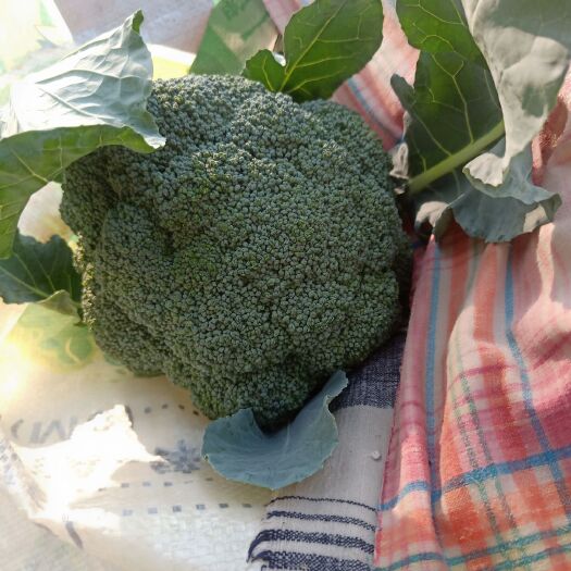扶沟县 优质精品西兰花