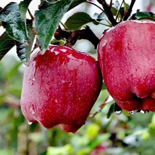 秦安县 香甜可口的天水花牛苹果🍎现摘现发